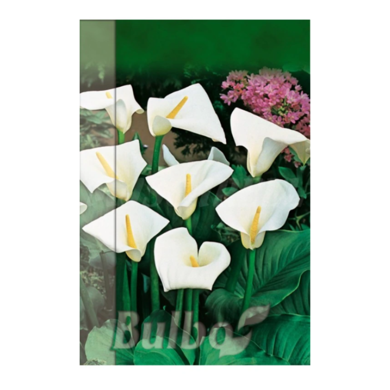 Bulbo Calla Blanca_0