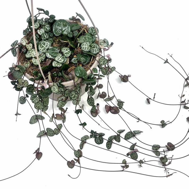 Ceropegia Woodii Cactus Y Suculentas