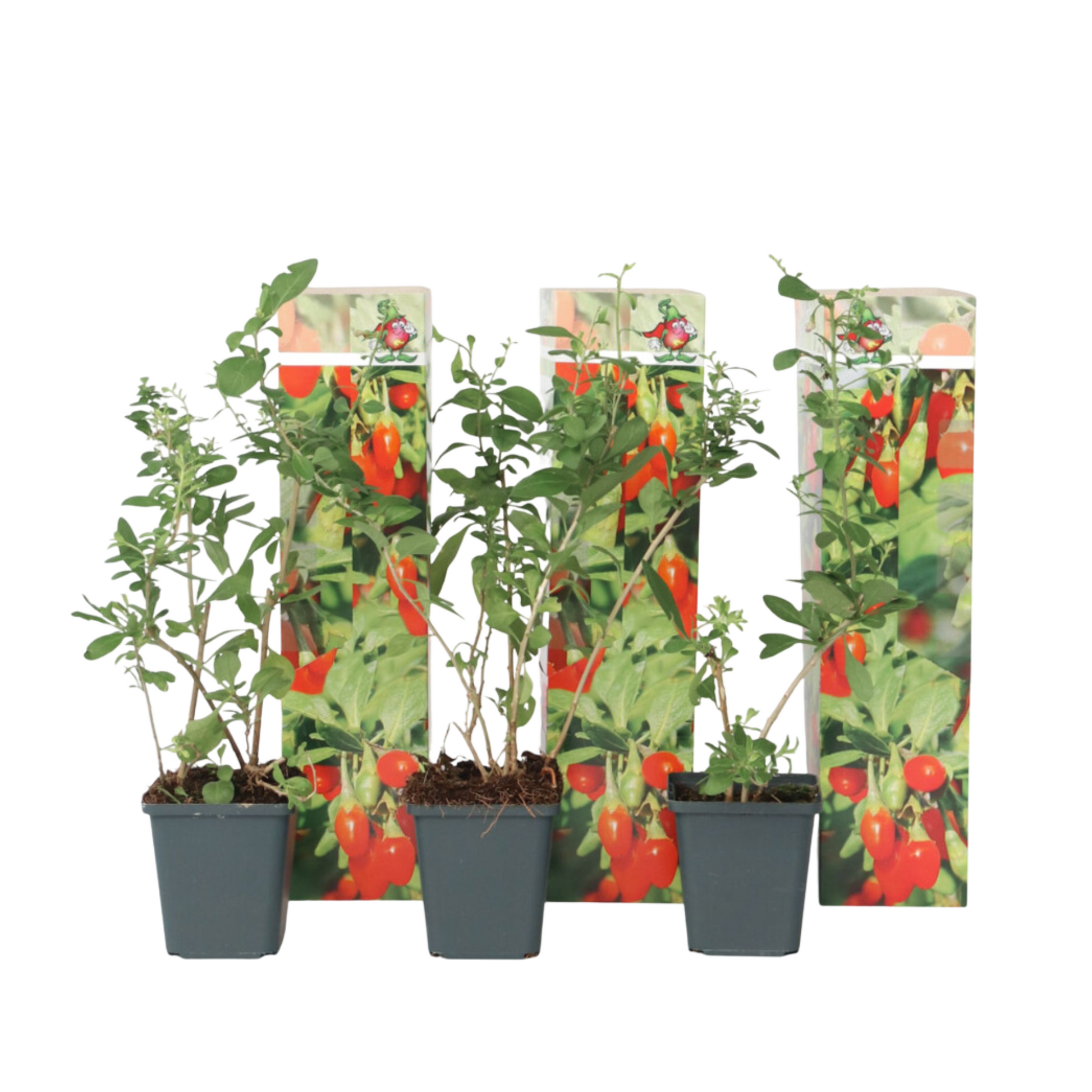 Bayas De Goji - 3 Pzs - Lycium Barbarum - Altura 25-40cm - ⌀9cm