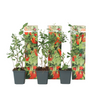 Bayas De Goji - 3 Pzs - Lycium Barbarum - Altura 25-40cm - ⌀9cm