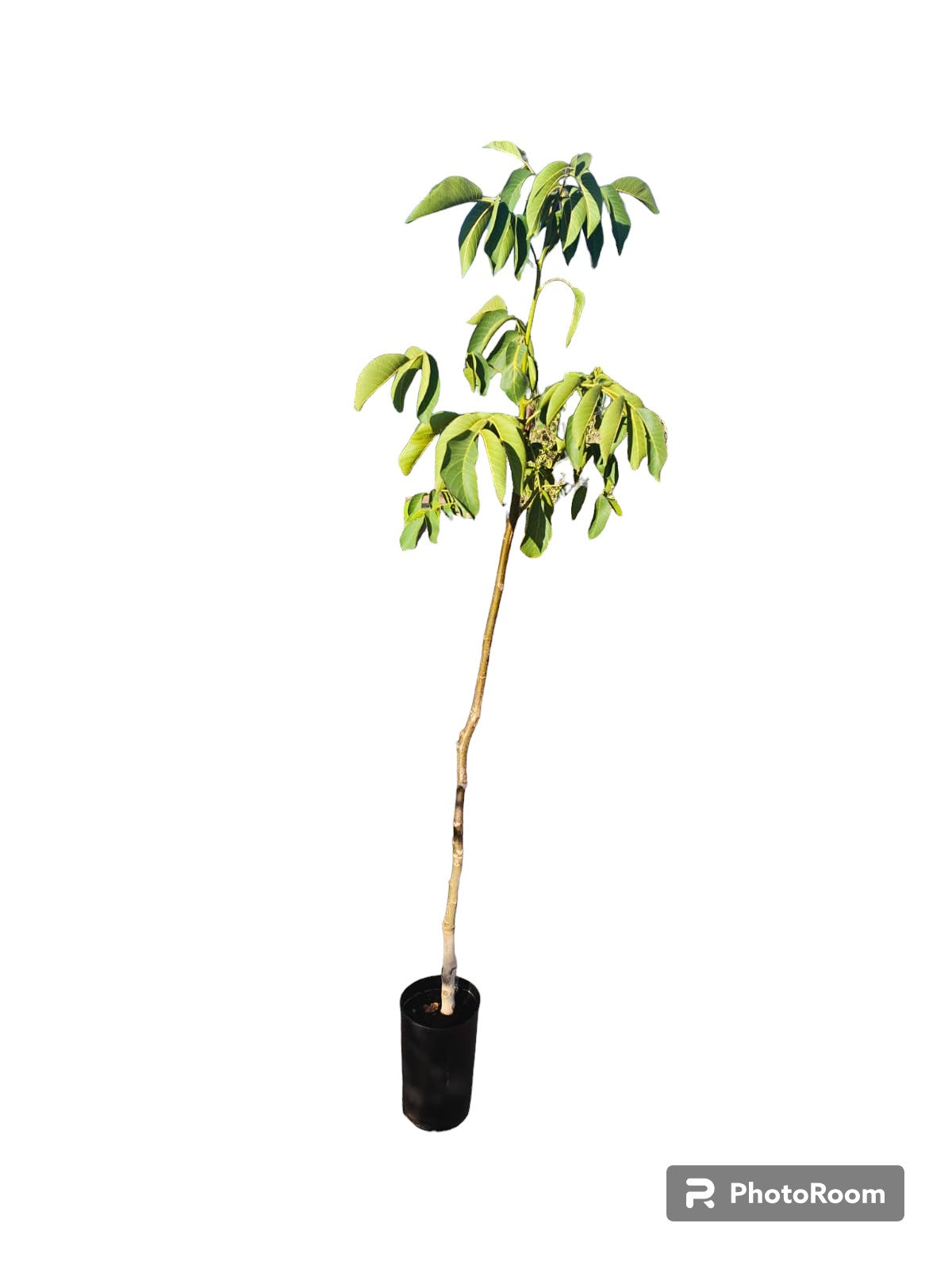 Nogal Injertado Maceta