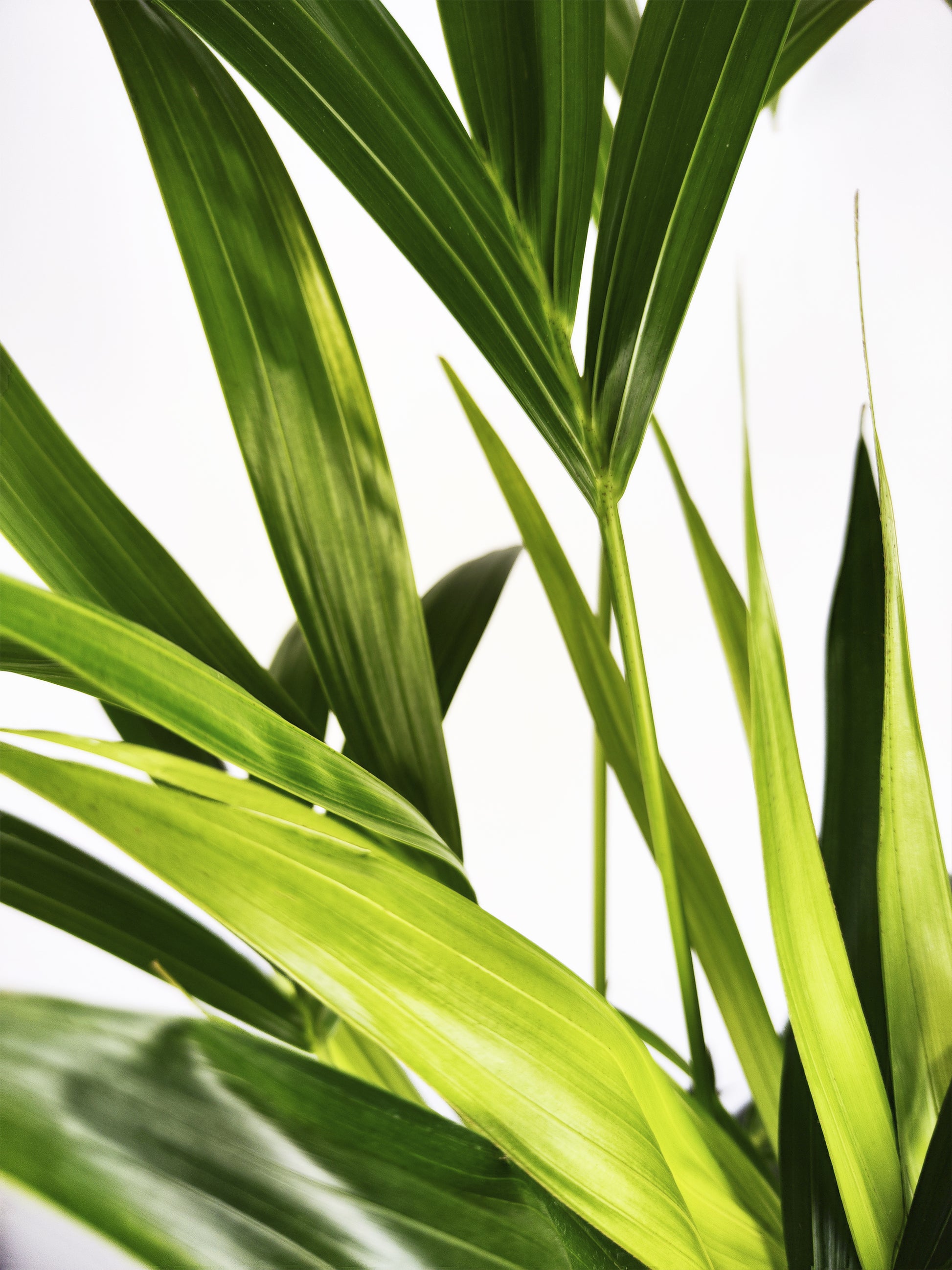 Palmera Kentia | Altura 110cm - Maceta 19cm