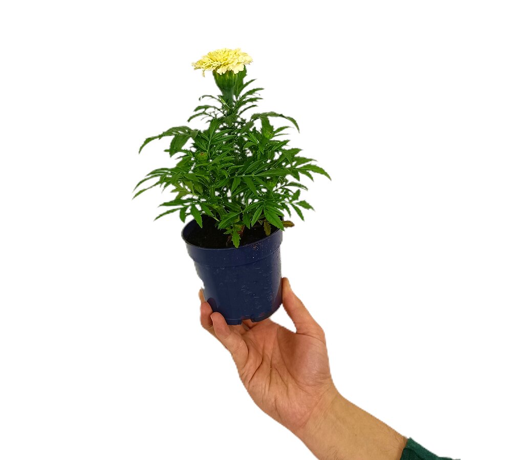Tagete Erecta M11_0
