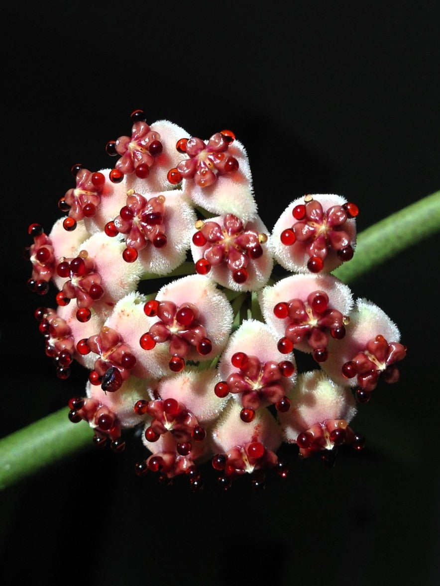 Hoya Kerrii (planta Corazón); Planta Suculenta Con Hoja Acorazonada; Curiosarium; Diámetro Maceta 7 Cm, Con Cubremaceta_4