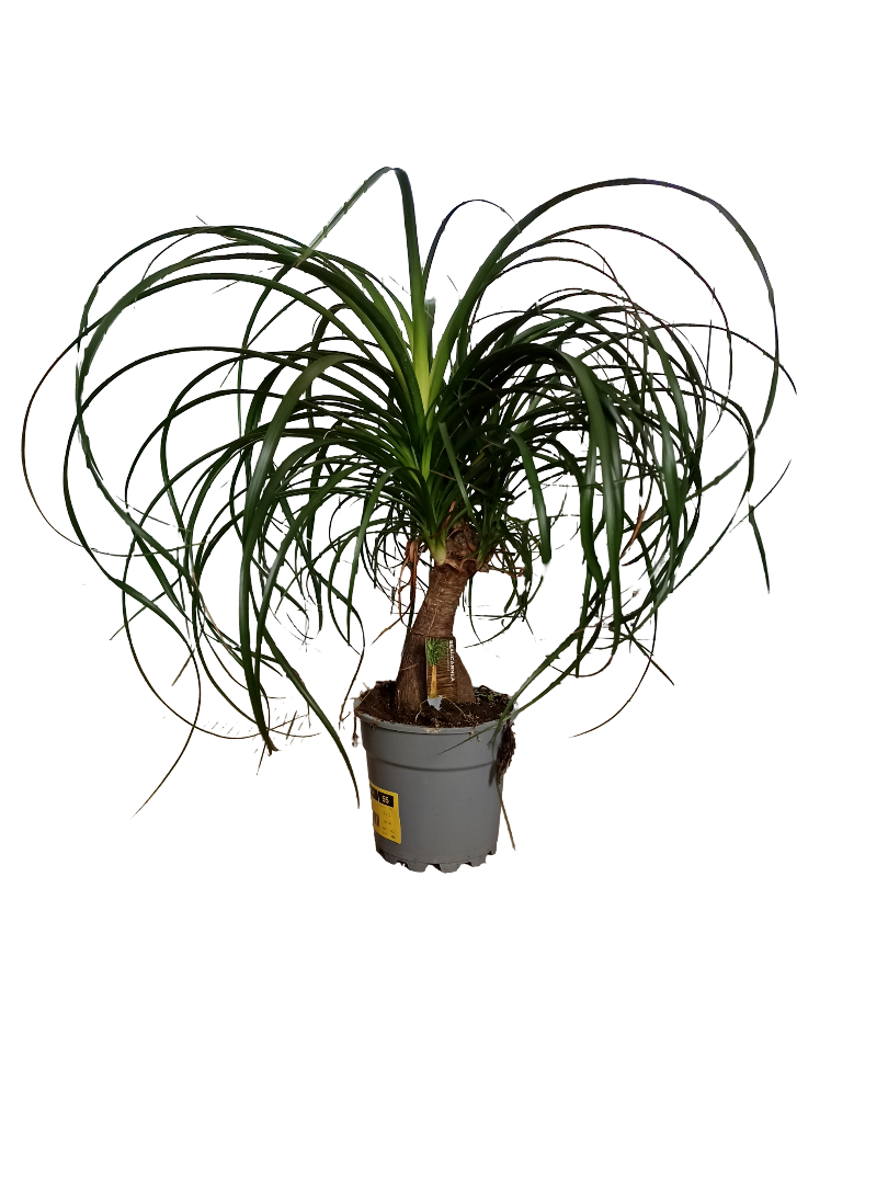 Nolina Pata De Elefante Planta De Interior Ø17 - 50 Cm