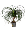 Nolina Pata De Elefante Planta De Interior Ø17 - 50 Cm