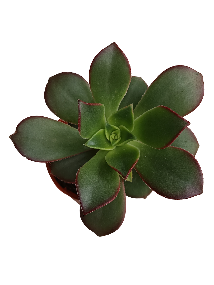 Aeonium Kiwi Planta Suculenta Ø5 Cm Tolera Bien El Frio_0