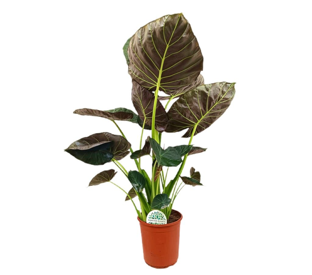 Alocasia Regal Shields M24 100cm_1
