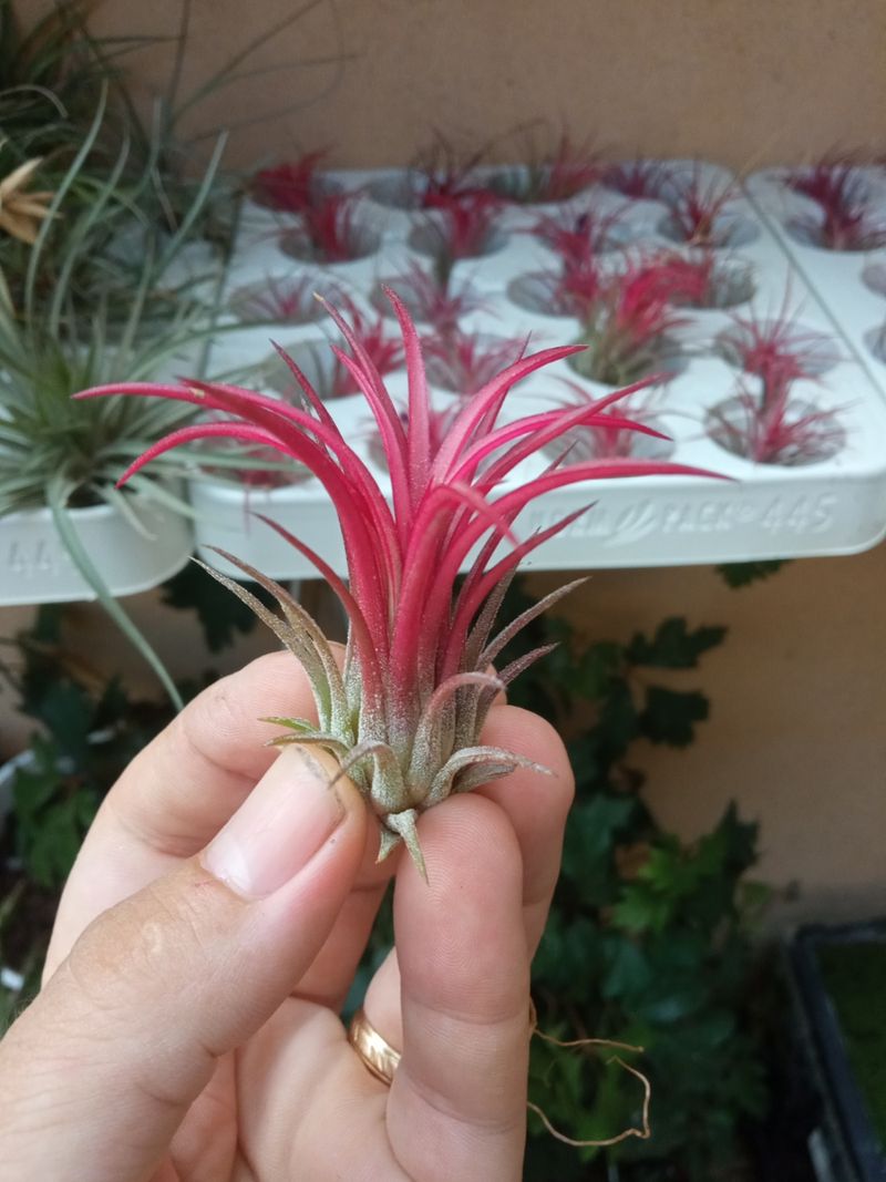 Tillandsia Rojo Fuego Ionantha Planta Clavel Aire_0