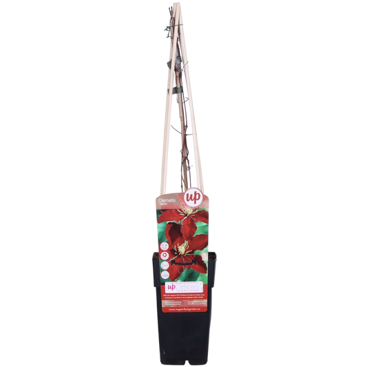 Clematis Niobe Planta Trepadora Con Flores Rojas Ø15