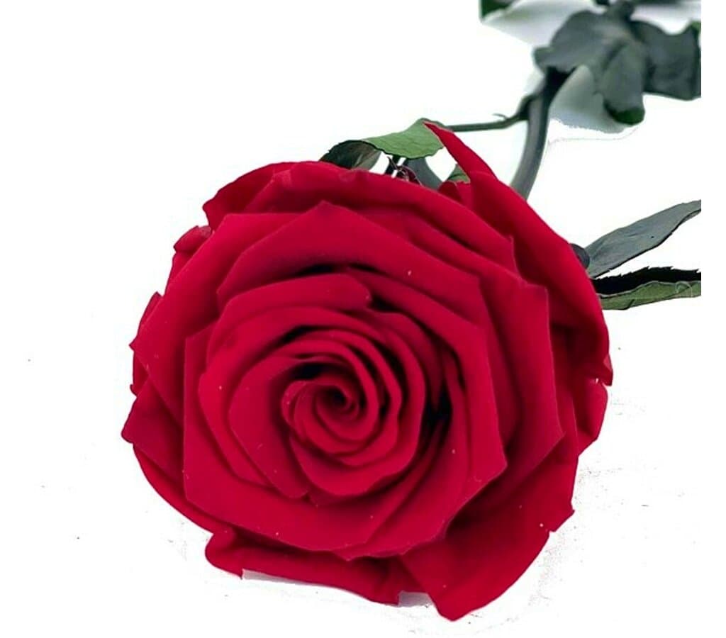 Mundo Eterno Rosa Preservada Roja 25cm