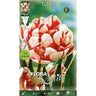 Bulbos Tulipán blanco rojo 7 uds