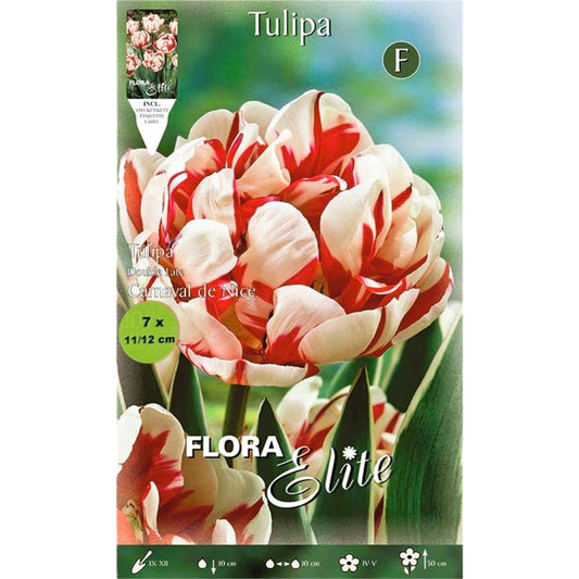 Bulbos Tulipán blanco rojo 7 uds