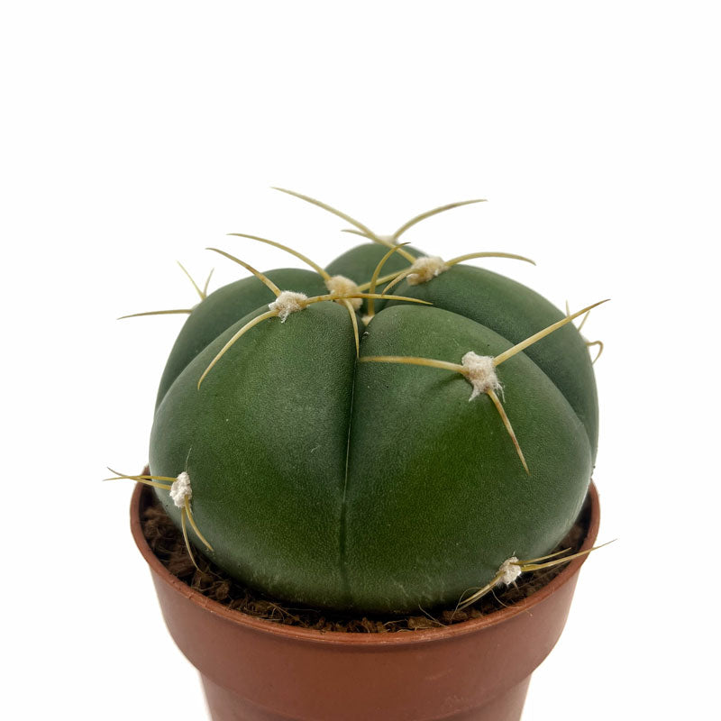 Gymnocalycium Horstii Cactus Y Suculentas M8,5 Ø