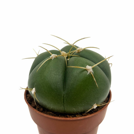 Gymnocalycium Horstii Cactus Y Suculentas M8,5 Ø
