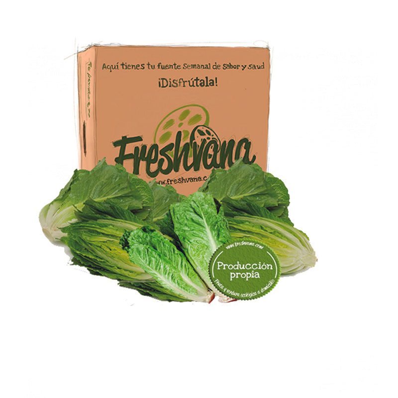 Caja De Lechugas Miniromana Ecológica Freshvana 6 Packs (2x1)