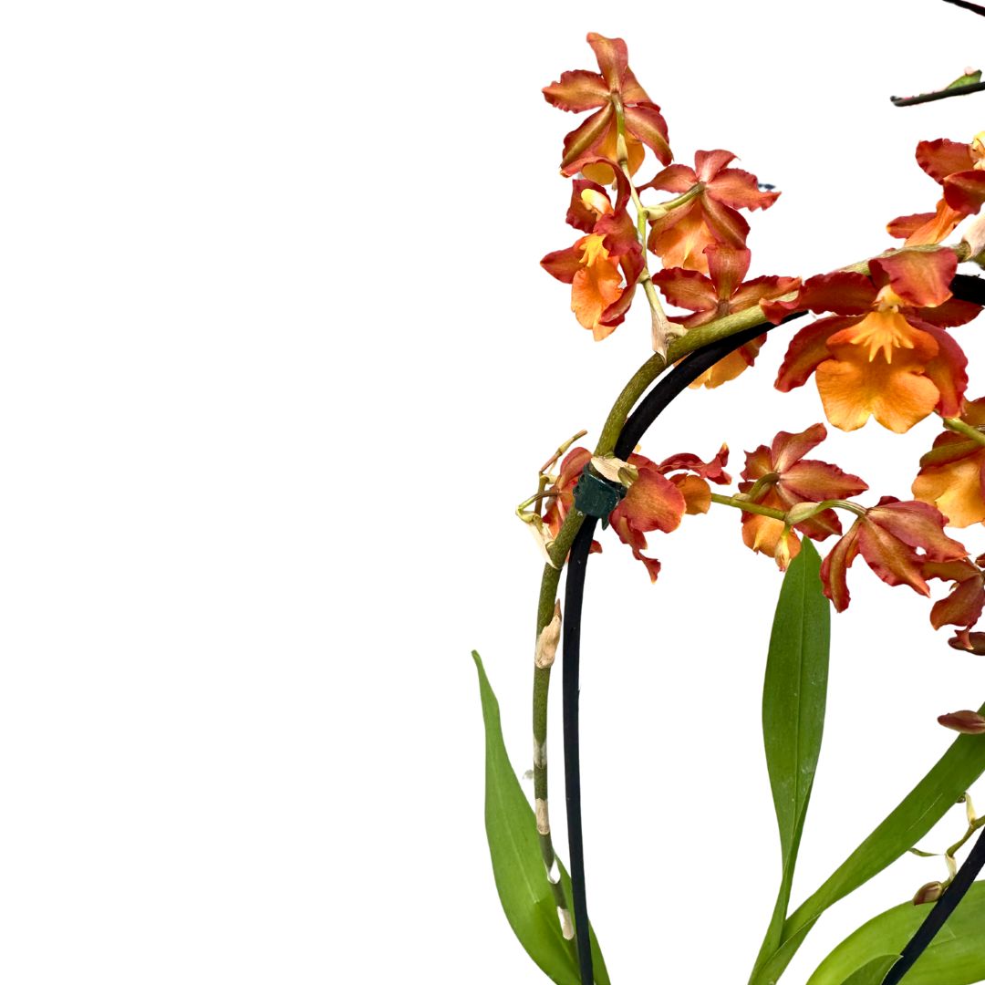 Orquídea Cambria Arco La Versión Más Exótica De Esta Preciosa Flor_1