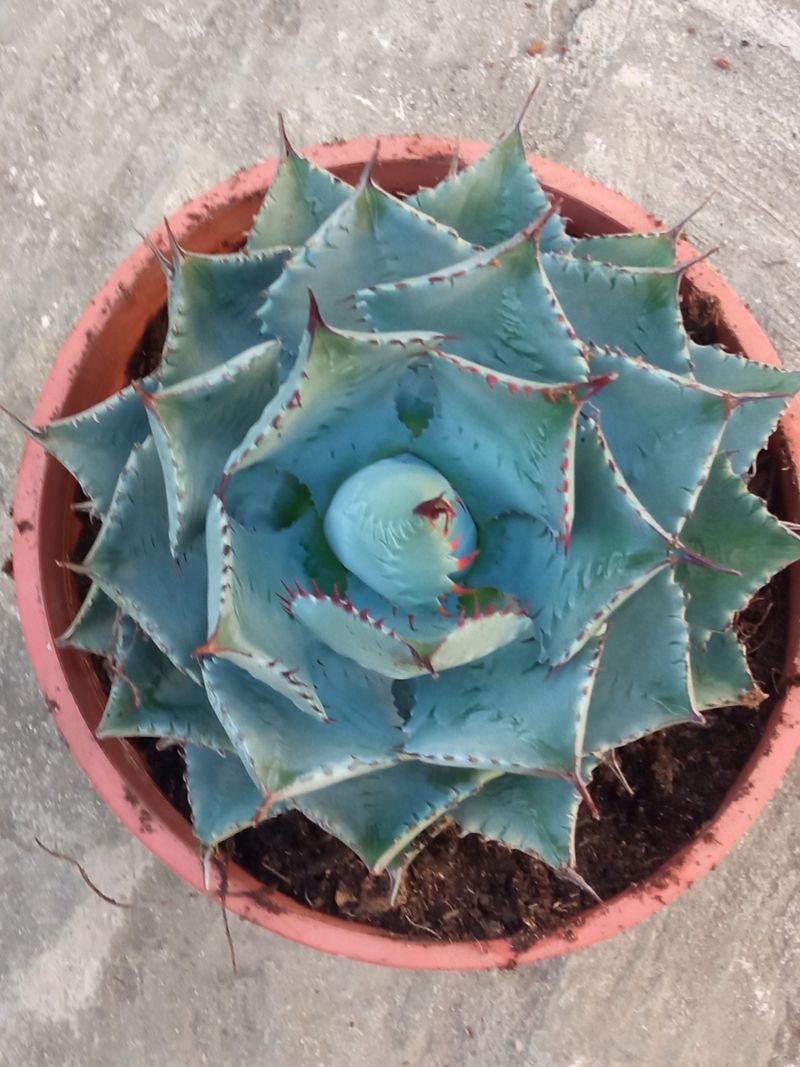 Agave Potatorum Kisshokan Planta Suculenta Ø 15_0