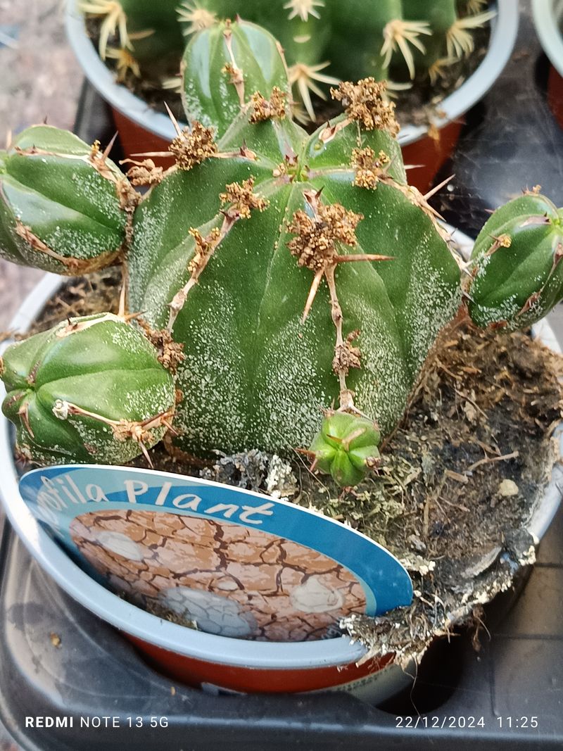 Euphorbia handiensis Planta Grande Ø13 par sol