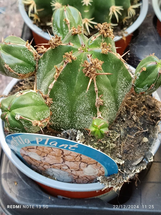 Euphorbia handiensis Planta Grande Ø13 par sol