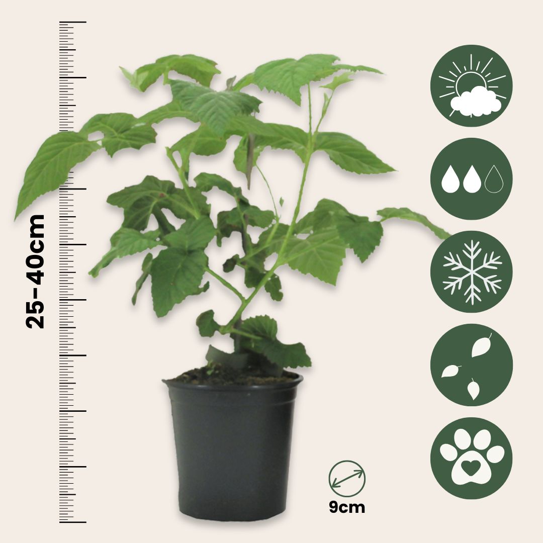 Planta De Zarzamora - 3 Pzs - Rubus 'tayberry' - Altura 25-40cm - ⌀9cm