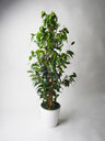 Ficus Benjamina Danielle | Altura 120cm - Diámetro 21cm