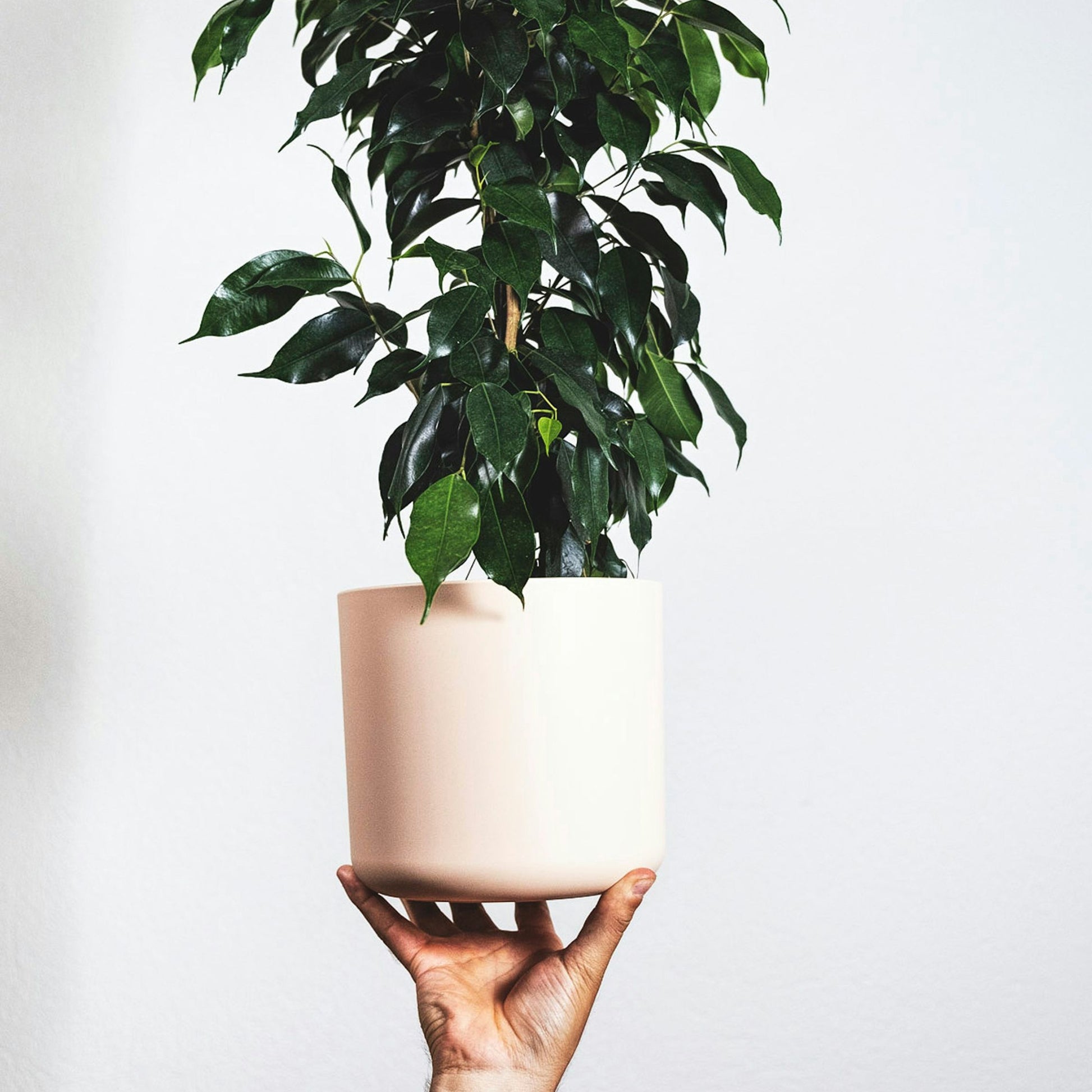 Higuera Llorona - Ficus Benjamina 'danielle' - Altura 100-110cm - ⌀21cm