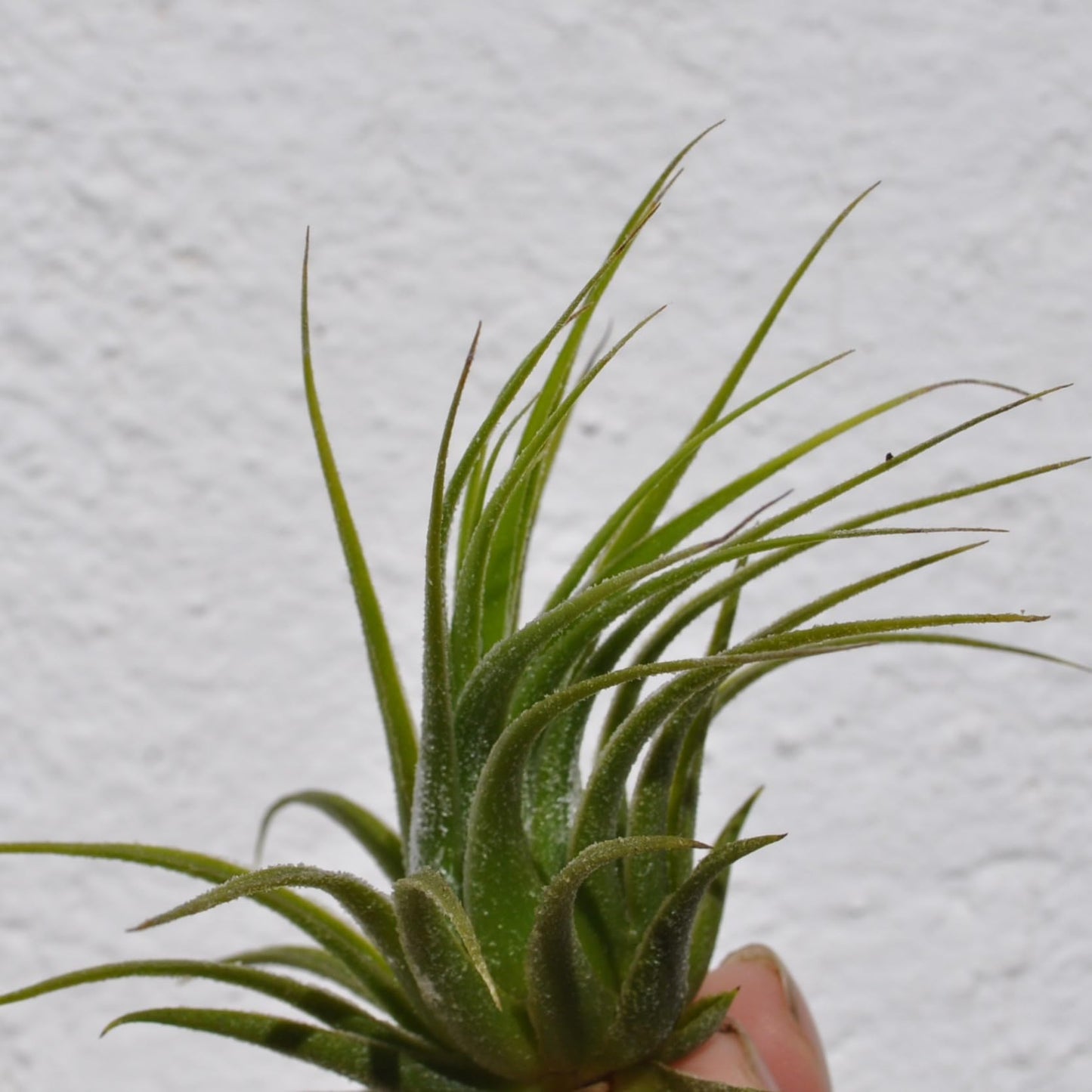 Tillandsia scaposa; planta del aire, ideal para principiantes; Curiosarium; altura 8-10 cm, diámetro 8-10 cm_2