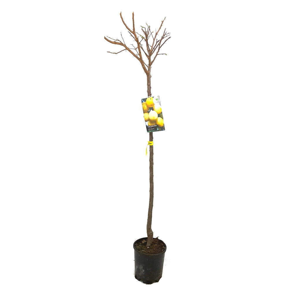 Ciruelo Golden Japan M22 140-150cm_1