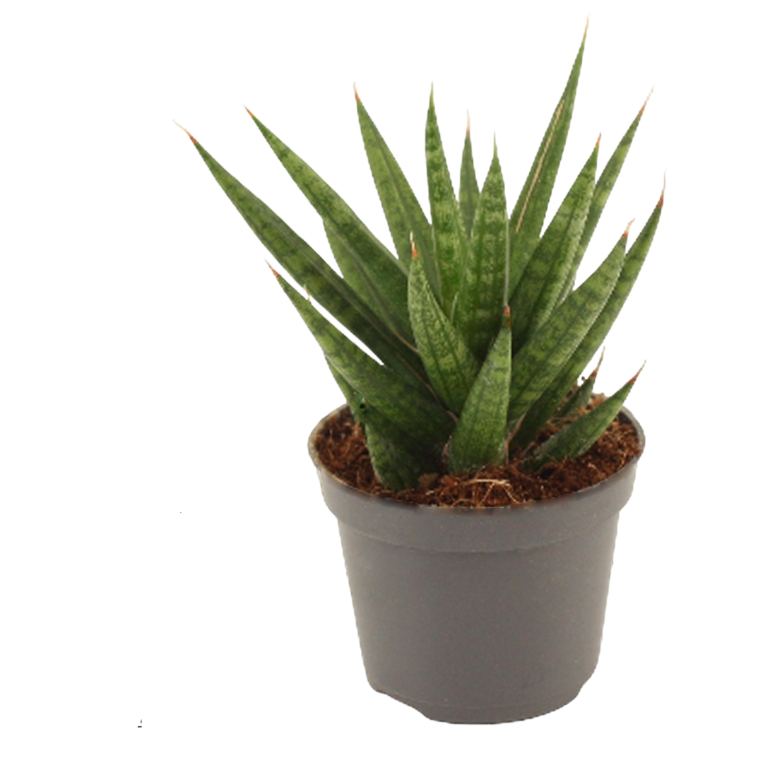 Sansevieria francisii planta suculenta de interior purificadora Ø6