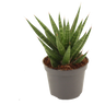 Sansevieria francisii planta suculenta de interior purificadora Ø6