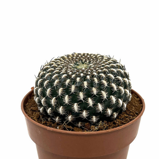 Sulcorebutia Arenacea Cactus Y Suculentas