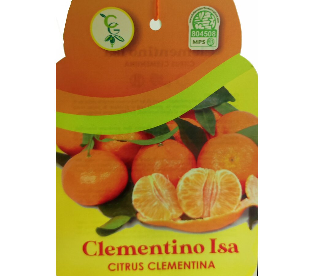 Mandarino Clementina Clemenules M21 65-75cm