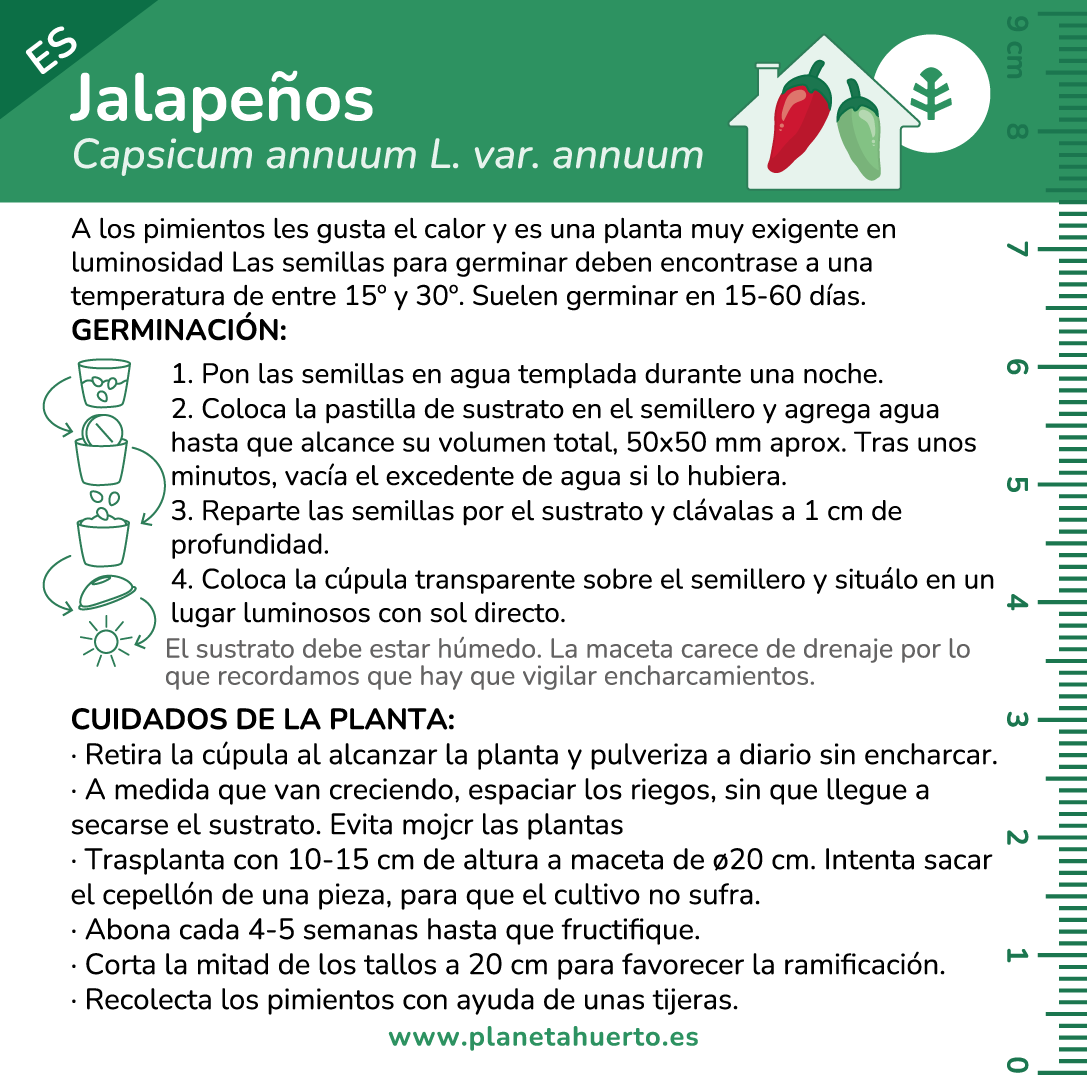 Kit de autocultivo Jalapeños Planeta Huerto