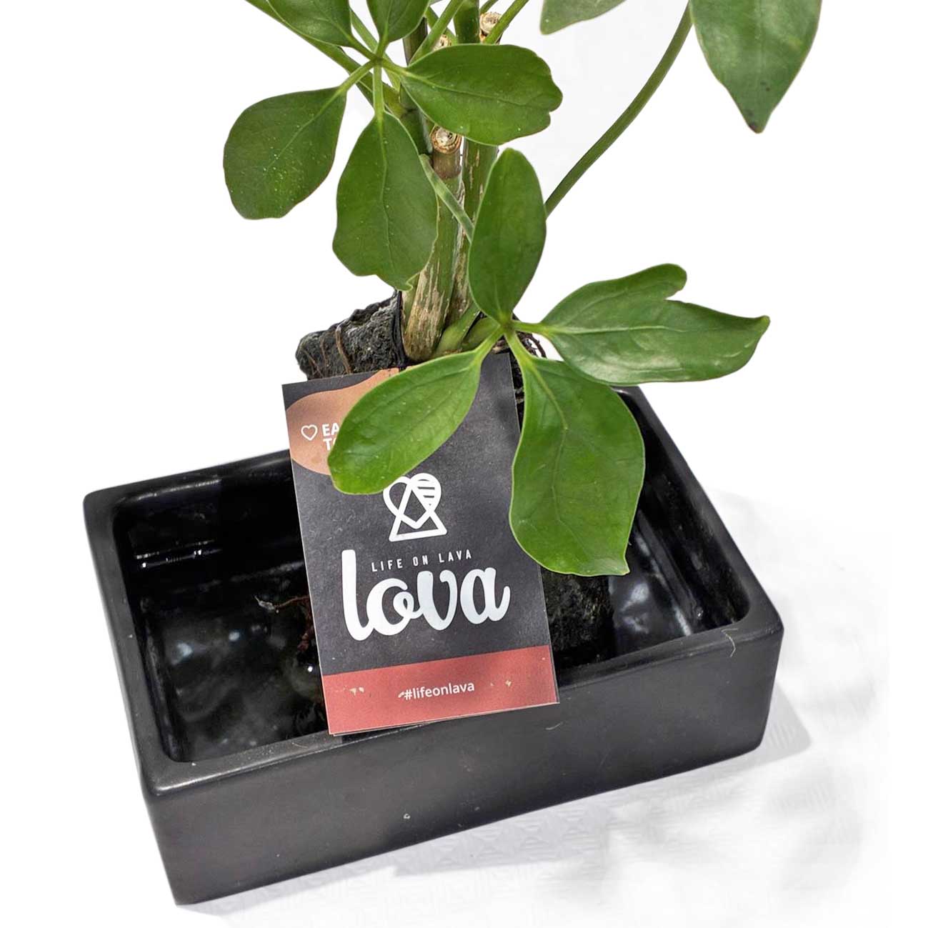 Lova Plant_1