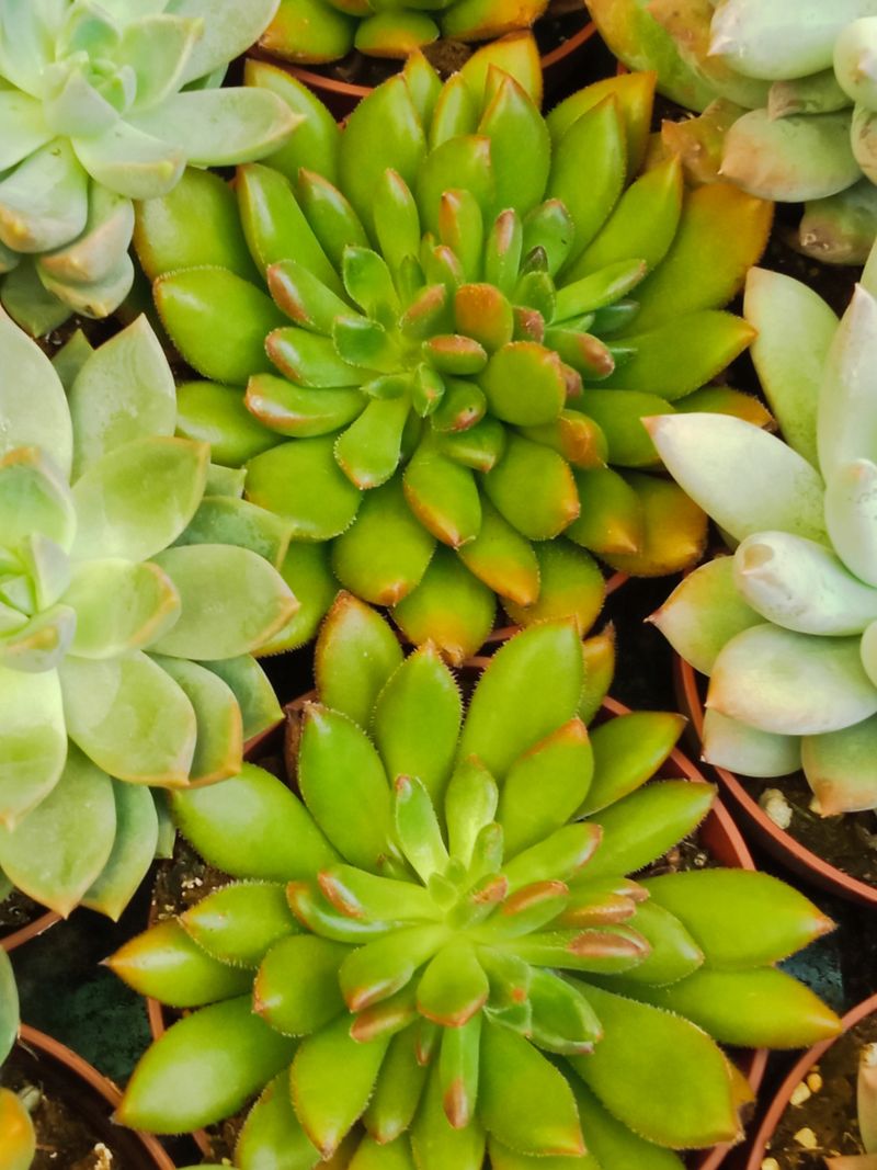 Suculentas Y Cactus Variedad #9 Planta Sin Id