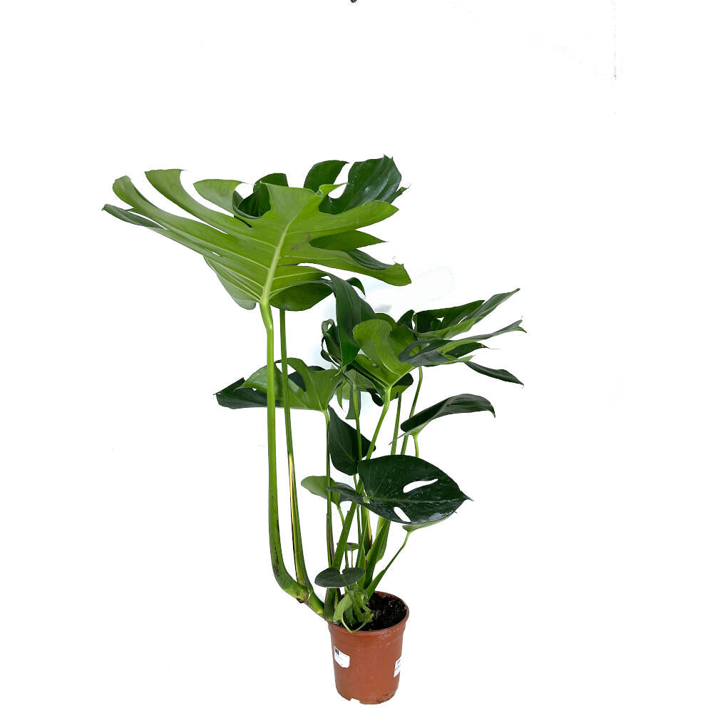 Monstera Deliciosa M17 70cm (costilla De Adán)_3