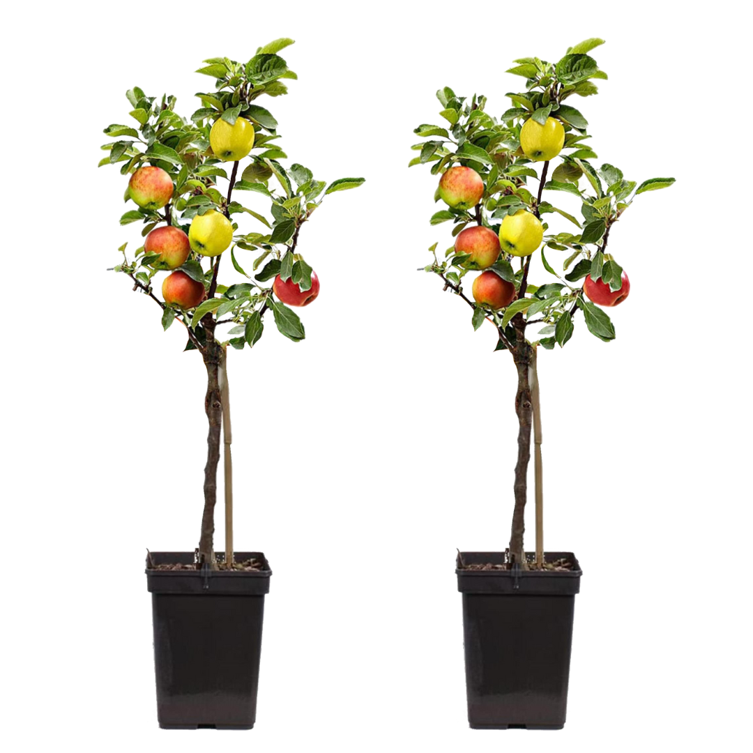 Manzano - 2 Pzs - Malus - Altura 60-70cm - ⌀17cm