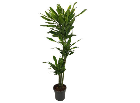 Dracena Fragans Gold Coast 3 Troncos 90-60-30 M22