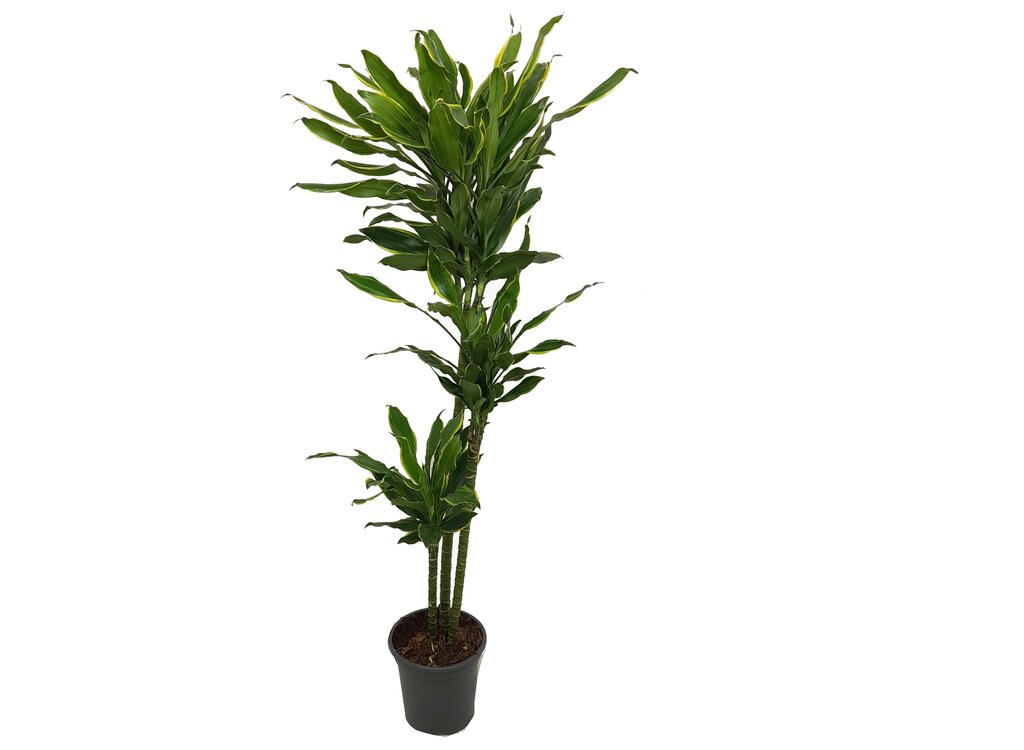 Dracena Fragans Gold Coast 3 Troncos 90-60-30 M22_0