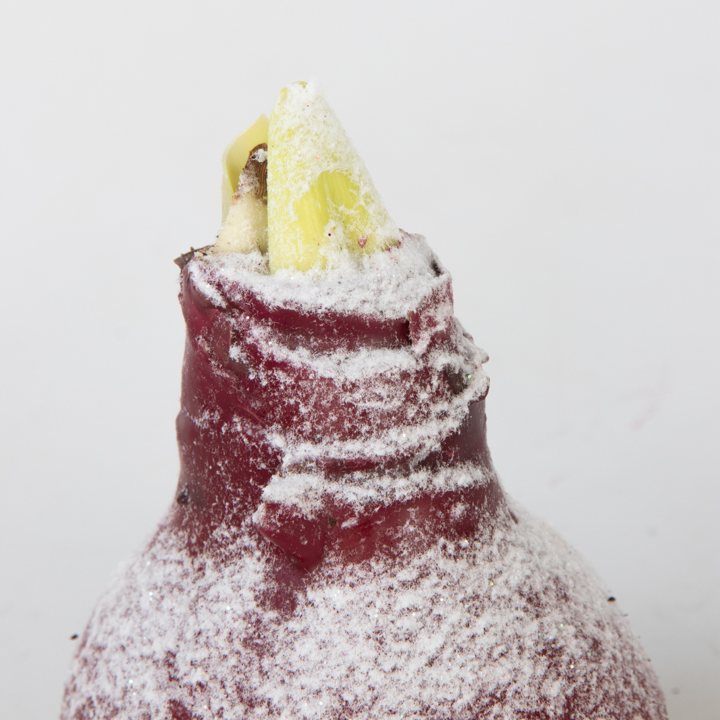 Amarilis - Hippeastrum 'wax Snow Red' - Bulbo De Flor - Rojo