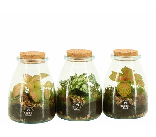 Terrario De Cristal 90716 (unidad)