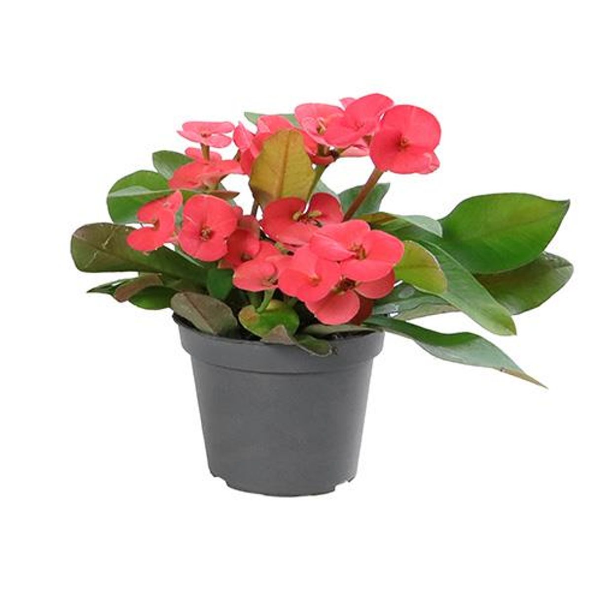 Euphorbia Mili Rojo Planta Suculenta Ø6 Espina De Cristo