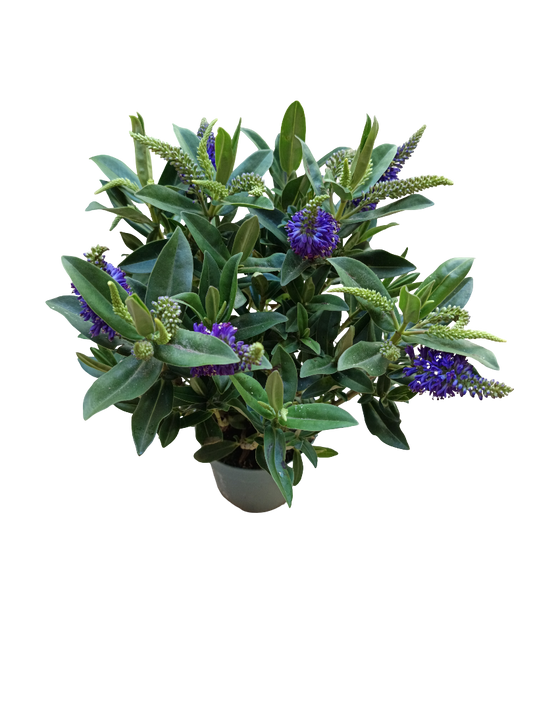Hebe ANNA Planta de exterior arbusto con Flor MORADA Ø10