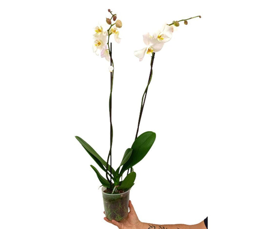 Phalaenopsis Blanca M15 80cm
