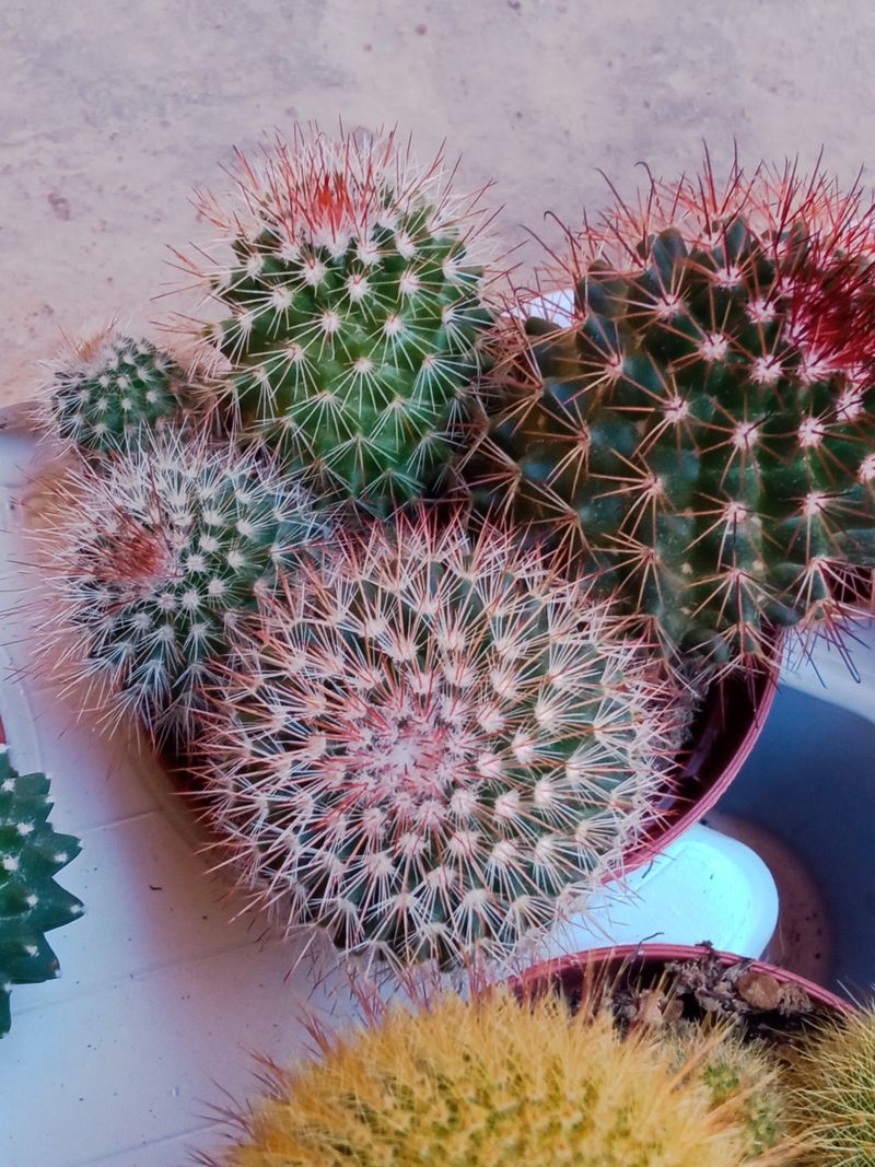Planta Cactus Mammillaria Spinosissima Ø8 Cm