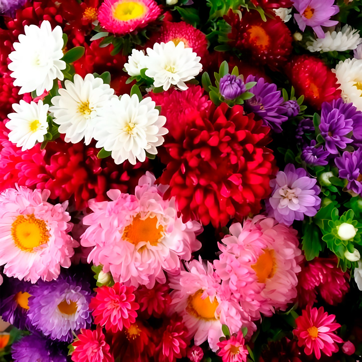 Semillas Reina Margarita Mezcla Ecológicas_0