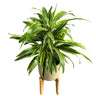 Dracena Lemon Lime 2 Troncos M17: La Planta Perfecta Para Ambientes Luminosos
