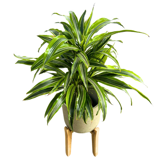 Dracena Lemon Lime 2 Troncos M17: La Planta Perfecta Para Ambientes Luminosos