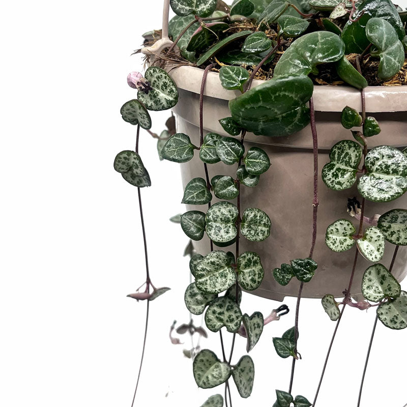 Ceropegia Woodii Cactus Y Suculentas M15cm Ø con colgador_2